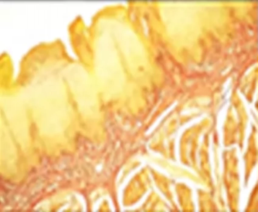 saraswati dental college