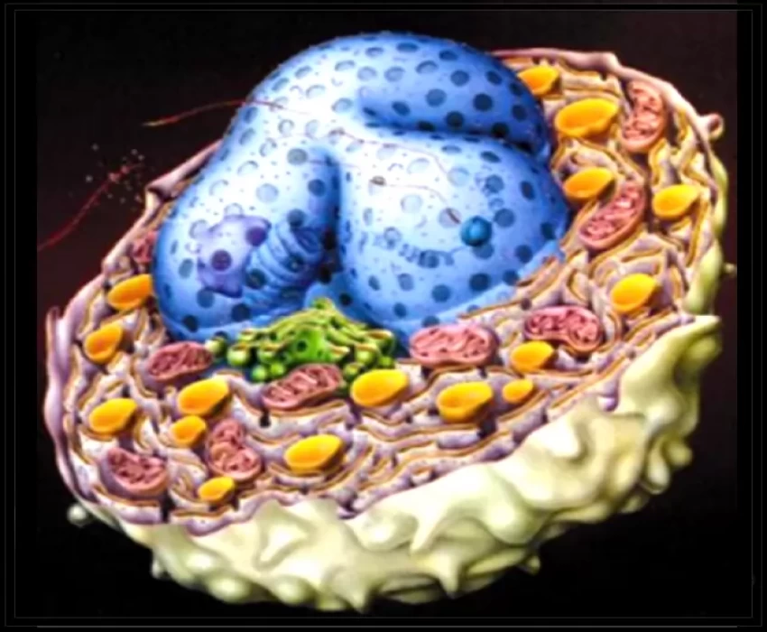 saraswati dental college