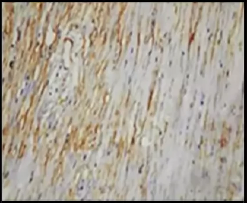 saraswati dental college