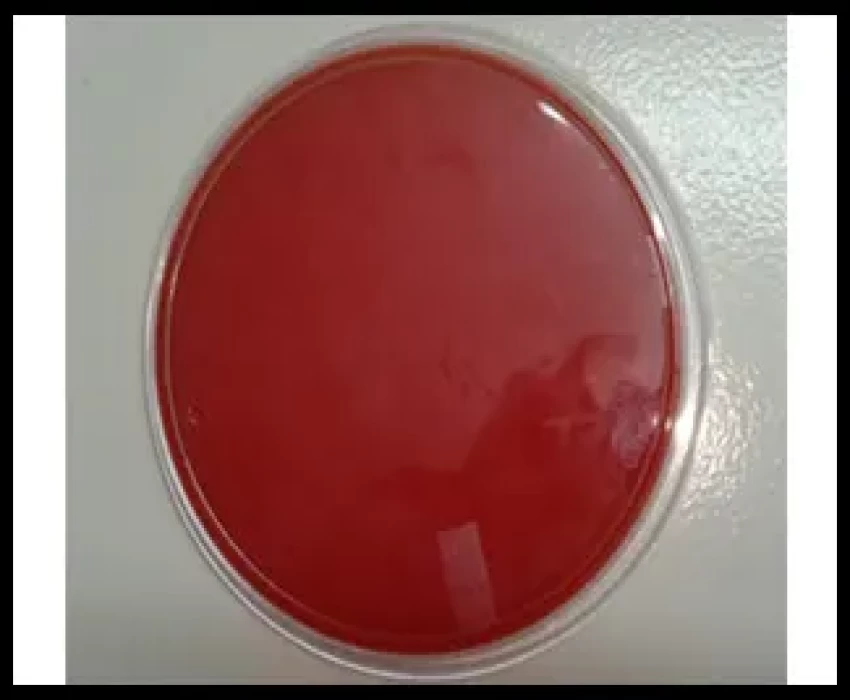 saraswati dental college