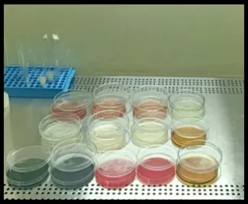 saraswati dental college