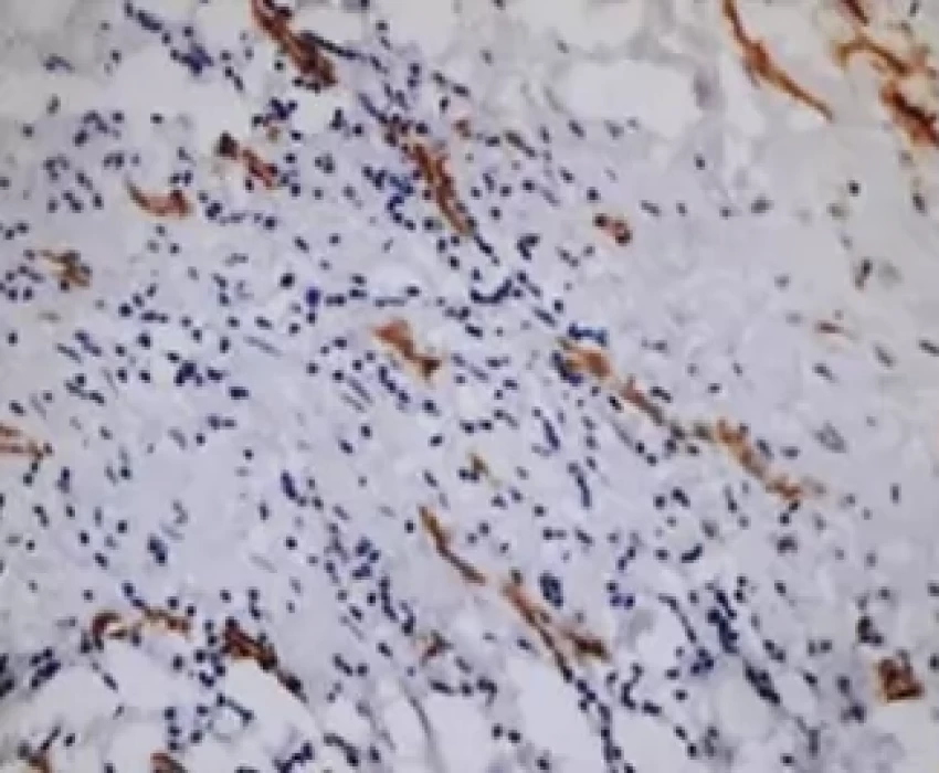 saraswati dental college