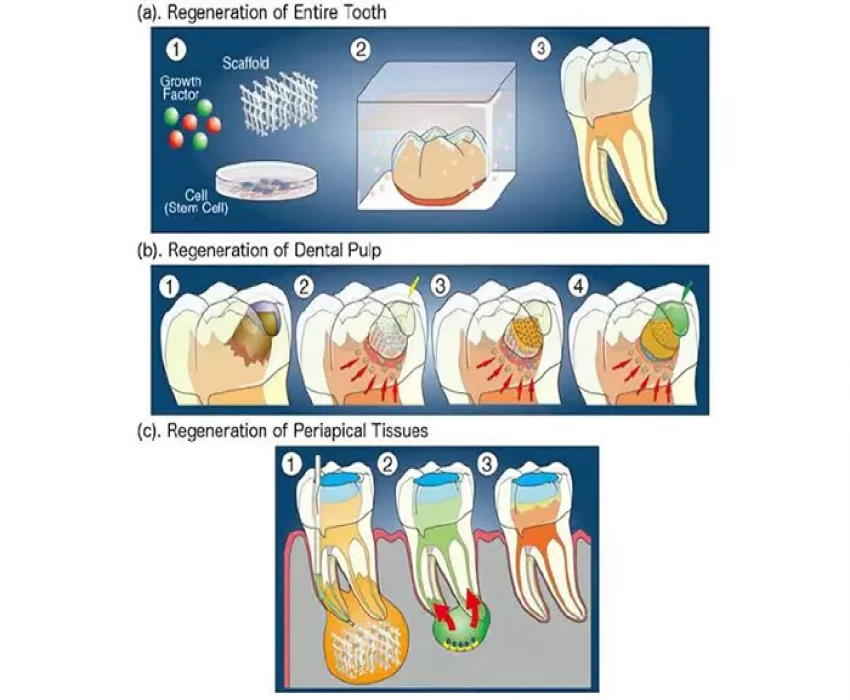saraswati dental college