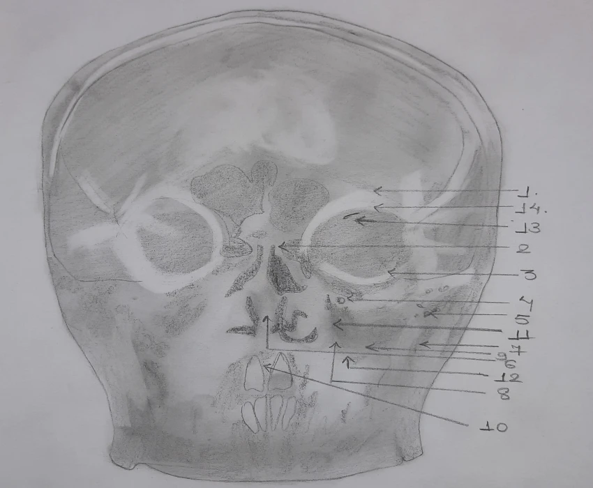 Tracing Radiograph Nail your Basics First, Basics Strengthens your Foundation ...